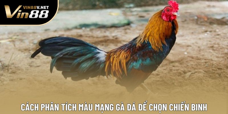 Cách phân tích màu mạng gà đá để chọn chiến binh Cách phân tích màu mạng gà đá để chọn chiến binh