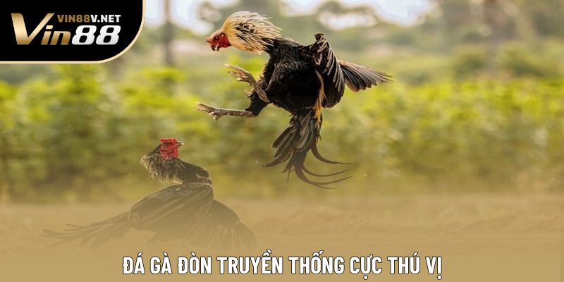 Đá gà đòn truyền thống cực thú vị Đá gà đòn truyền thống cực thú vị