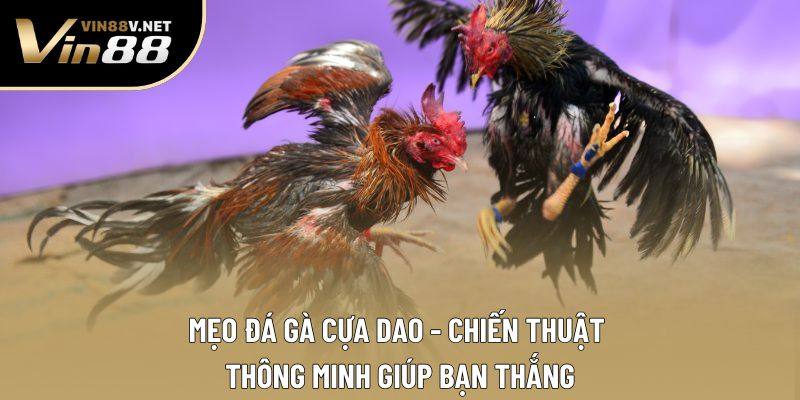 Mẹo Đá Gà Cựa Dao - Chiến Thuật Thông Minh Giúp Bạn Thắng