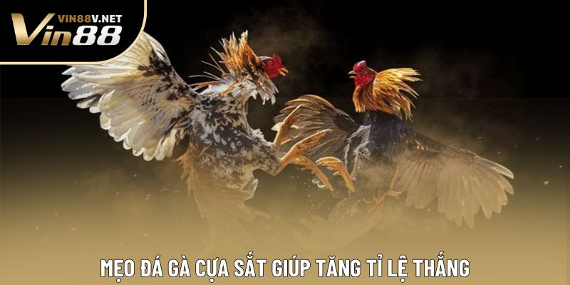 Mẹo đá gà cựa sắt giúp tăng tỉ lệ thắng Mẹo đá gà cựa sắt giúp tăng tỉ lệ thắng