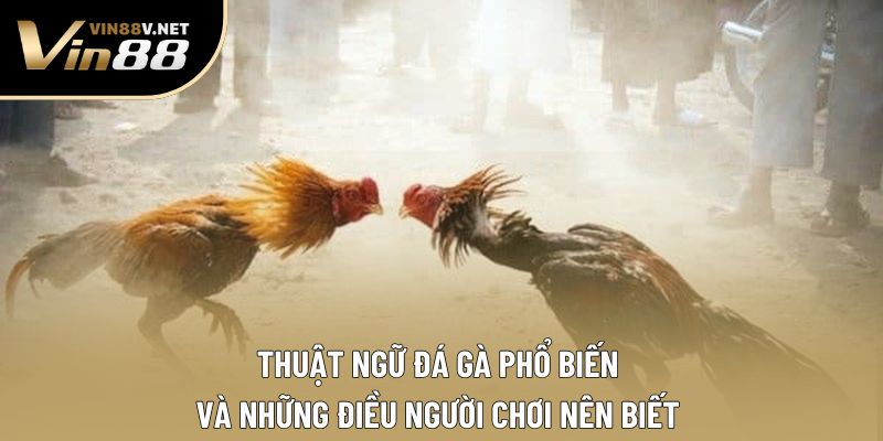 Thuật Ngữ Đá Gà Phổ Biến Và Những Điều Người Chơi Nên Biết