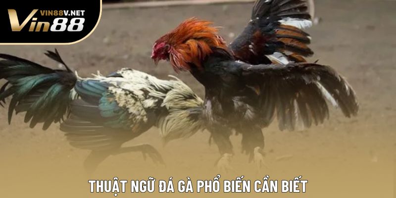 Thuật ngữ đá gà phổ biến cần biết Thuật ngữ đá gà phổ biến cần biết